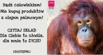 orangutan