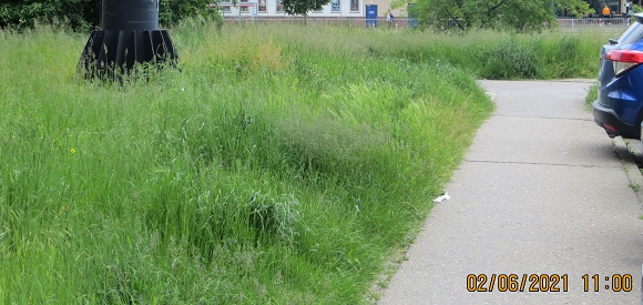 bujna zieleń