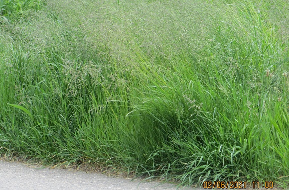 bujna zieleń