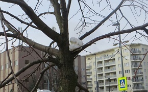 Niszczone drzewo przy KEN