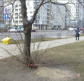 Niszczone drzewo przy KEN