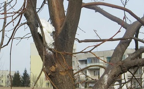 Niszczone drzewo przy KEN