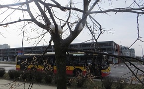 Niszczone drzewo przy KEN