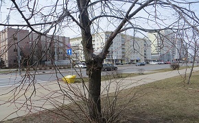 Niszczone drzewo przy KEN